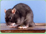 rat control Stalybridge